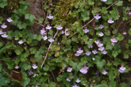 Cymbalaria muralisMuurleeuwebek bestellen